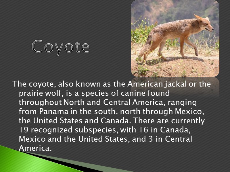 The coyote, also known as the American jackal or the prairie wolf, is a